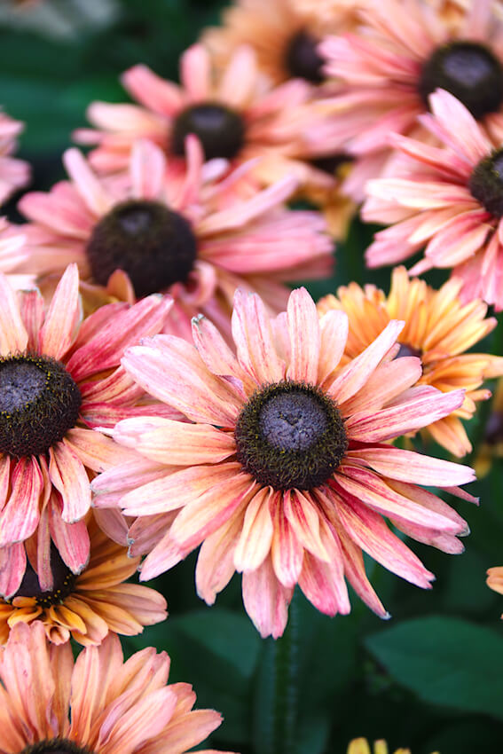 Rudbeckia x hybrida - Summerdaisys (R) Cherry