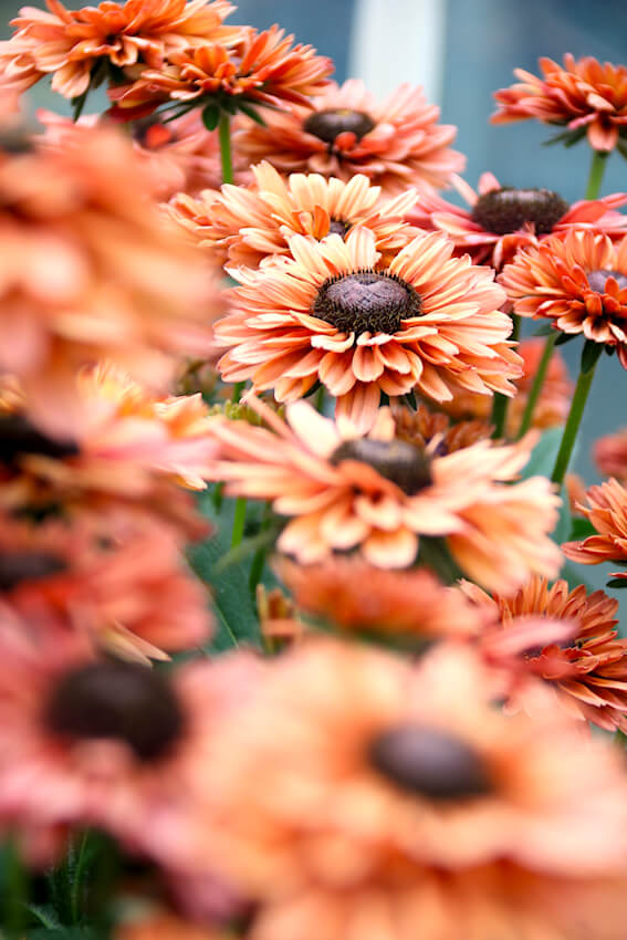 Rudbeckia x hybrida - Summerdaisys (R) Cherry