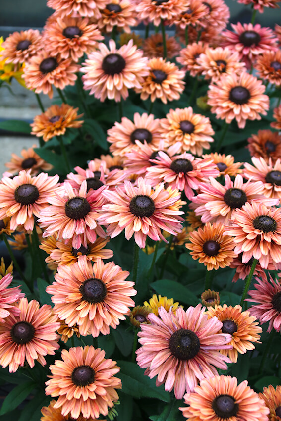 Rudbeckia x hybrida - Summerdaisys (R) Cherry