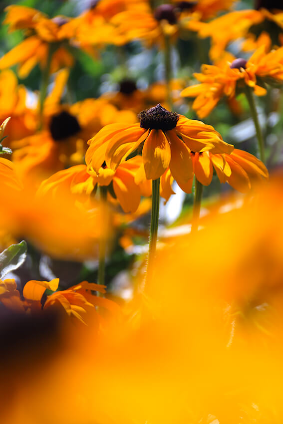 Rudbeckia Hirta - Goldilocks