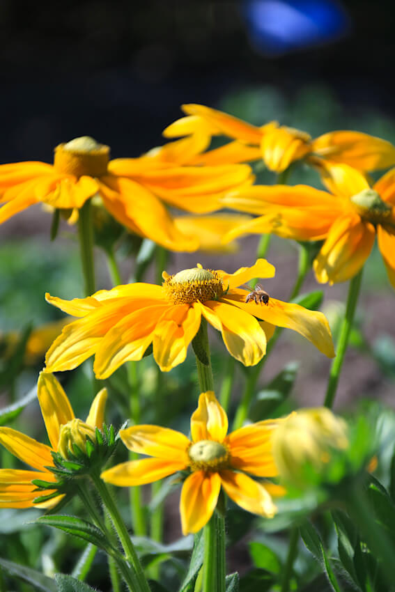 Rudbeckia Hirta - Prairie Sun