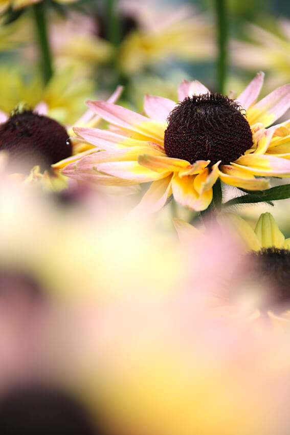 Limonenpink! Rudbeckia x hybrida - Summerdaisys (R) Pink & Lemon