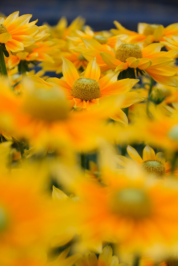 Rudbeckia x hybrida - Summerdaisys (R) Green Sun