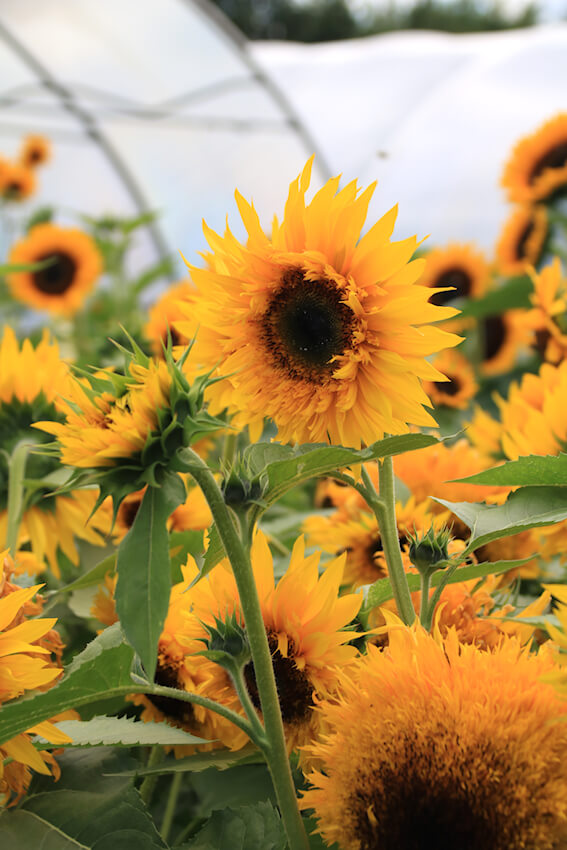 Starburst F1 Panache