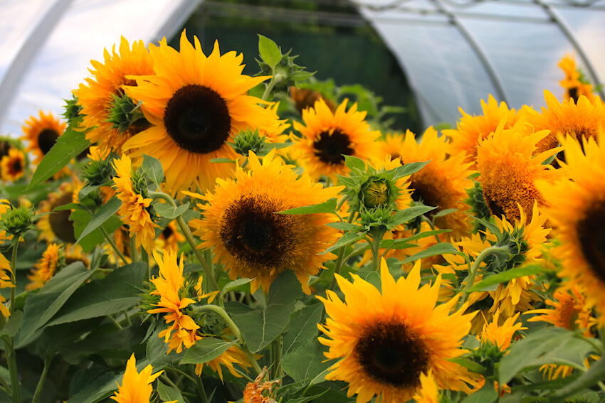 Starburst F1 Panache