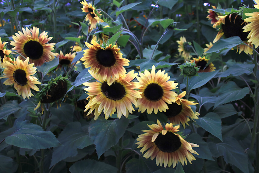 Rumi F1 Bicolor Cherry