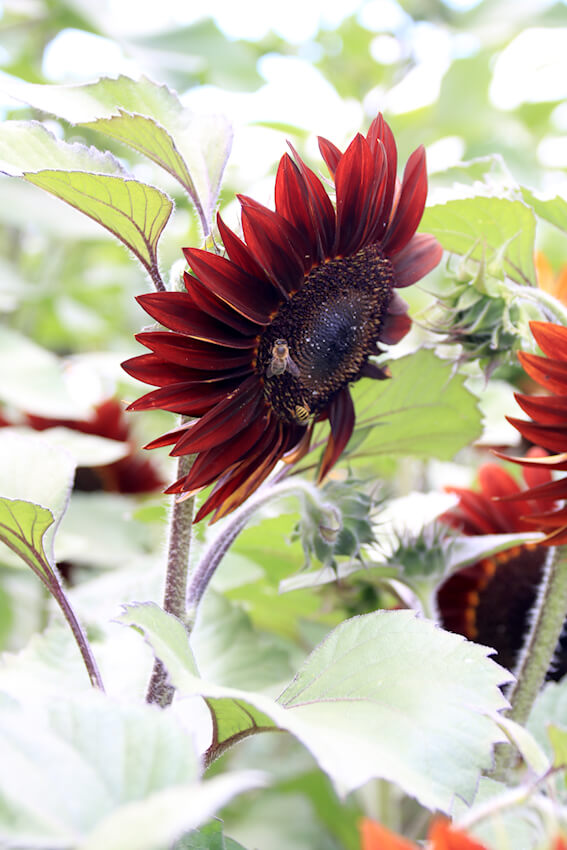 Sonnenblume Moulin Rouge