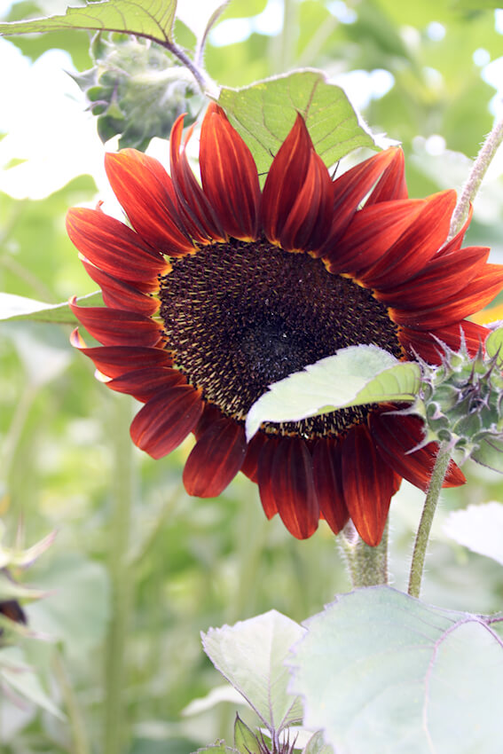 Sonnenblume Moulin Rouge