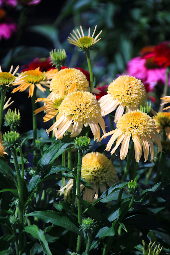 Echinacea purpurea 'Papallo Semi Double Peach'.
