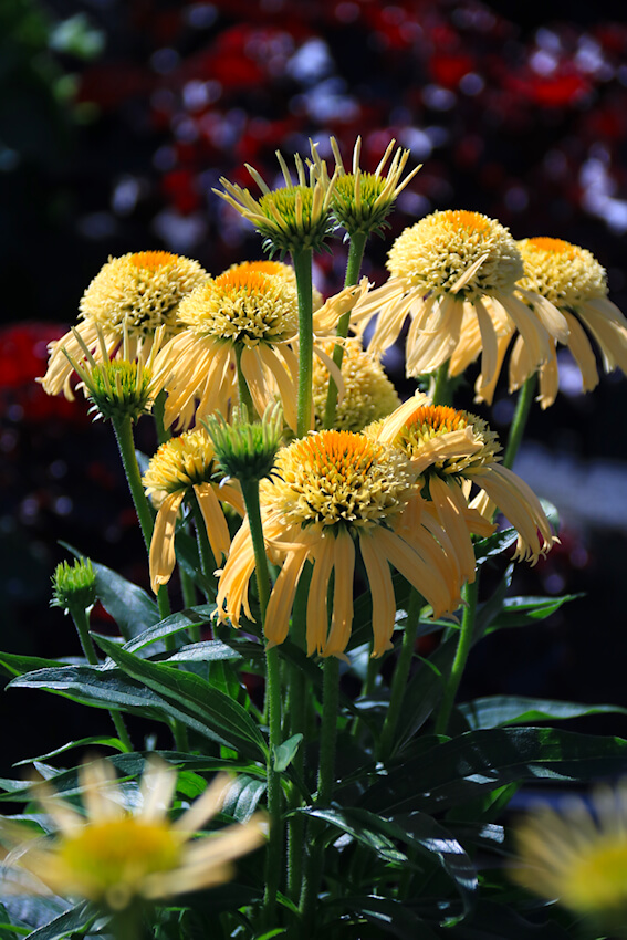 Echinacea purpurea 'Papallo Semi Double Peach'.