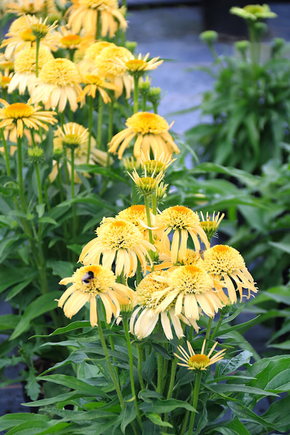 Echinacea purpurea 'Papallo Semi Double Peach'.