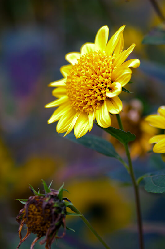 Einen bunten Garten im Herbst