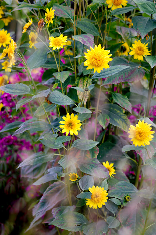 Einen bunten Garten im Herbst