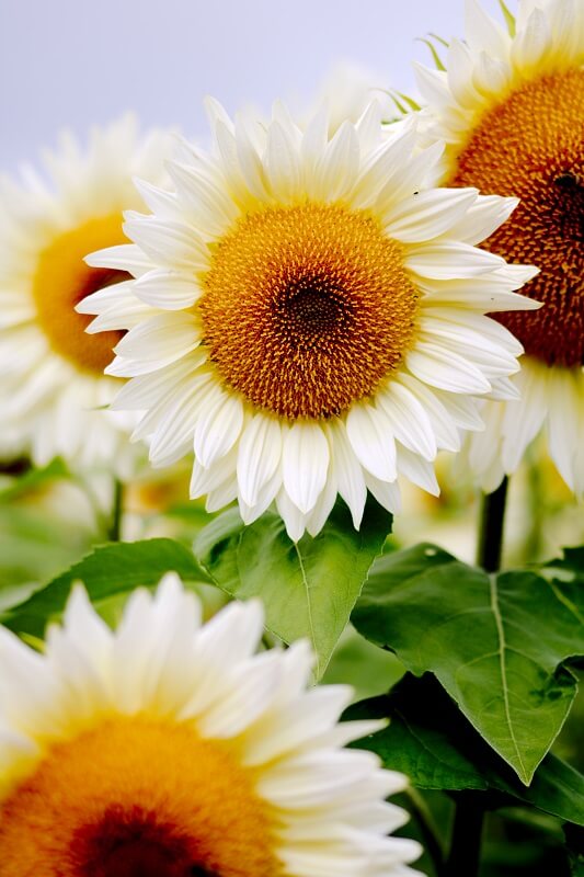 Sonnenblumen Pro Cut F1 White&Cream