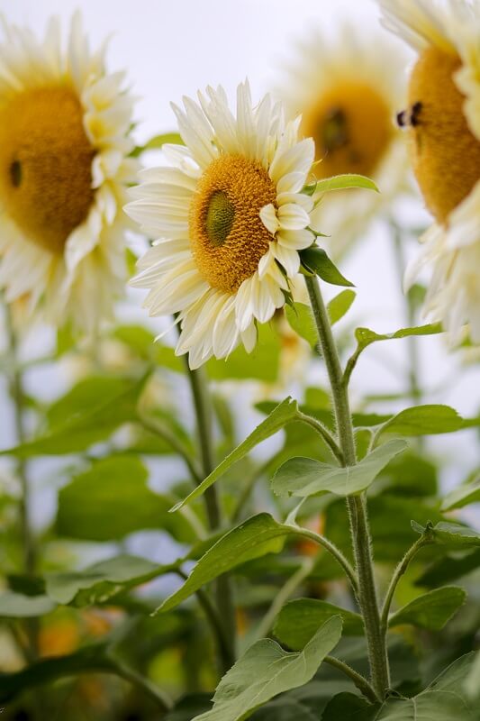 Sonnenblumen Pro Cut F1 White&Cream