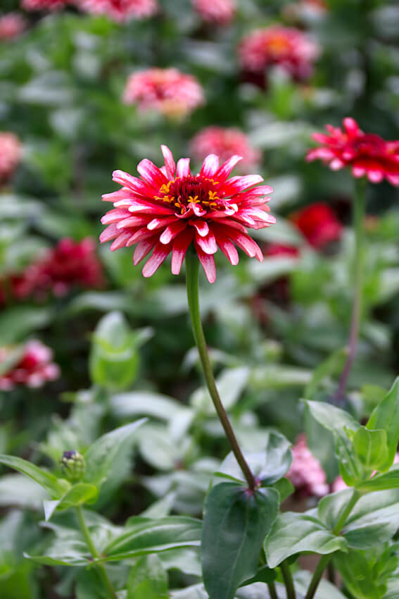Zinnia elegans 'Radiant Cherry & White'