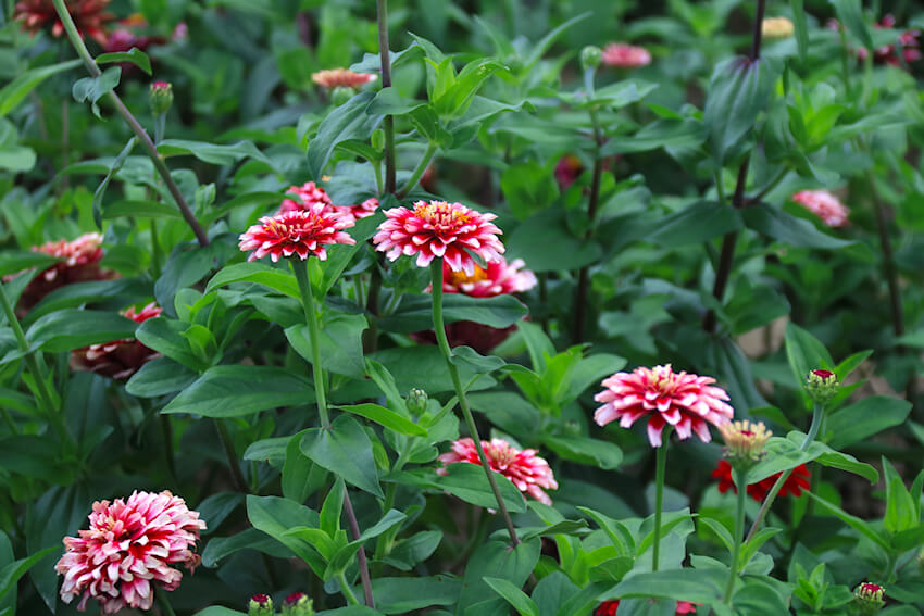 Zinnia elegans 'Radiant Cherry & White'