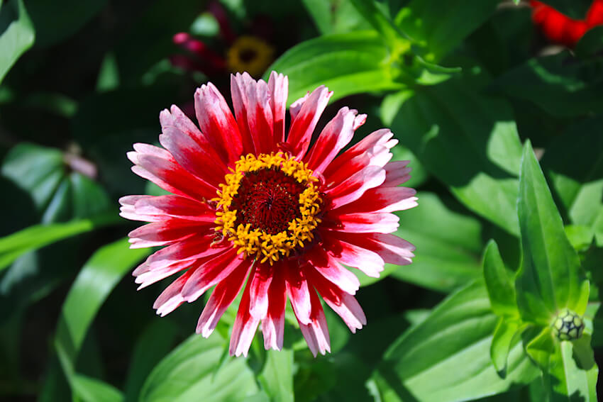 Zinnia elegans 'Radiant Cherry & White'