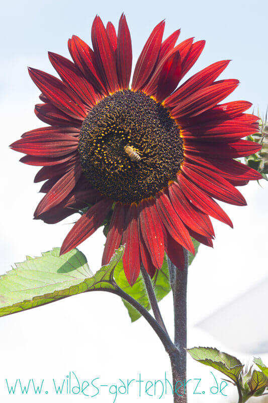 Sonnenblume Chocolat wilder Garten