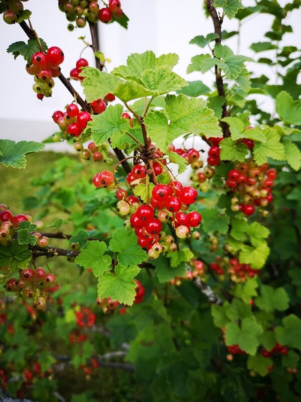 tierfreundlicher Garten