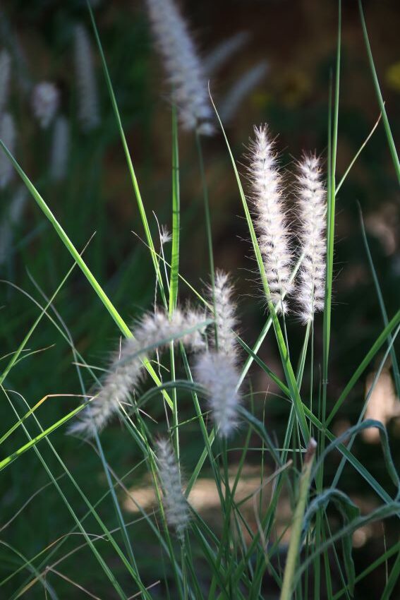 Blickpunkte im Garten