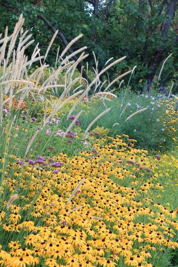 Spannung und Kontrast im Garten