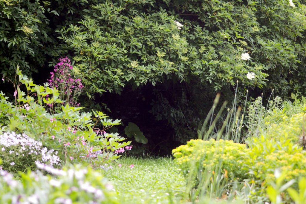 Spannung und Kontrast im Garten
