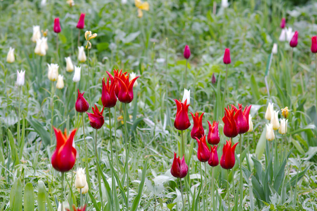 Langlebige Tulpen, Sorte: Queen of Sheba.