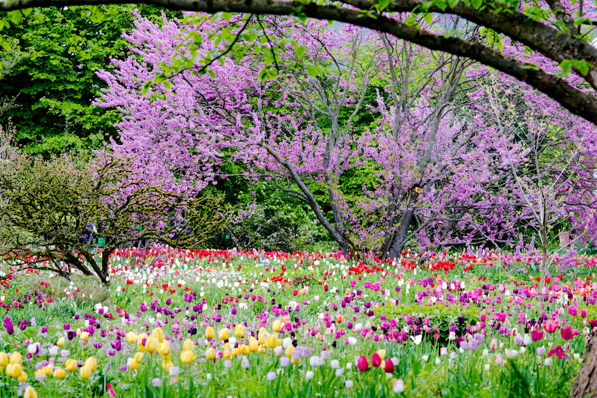 Judasbaum im Hermannshof