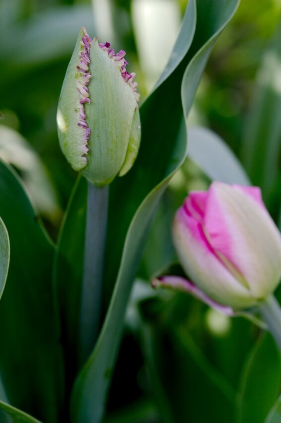 Langlebige Tulpe