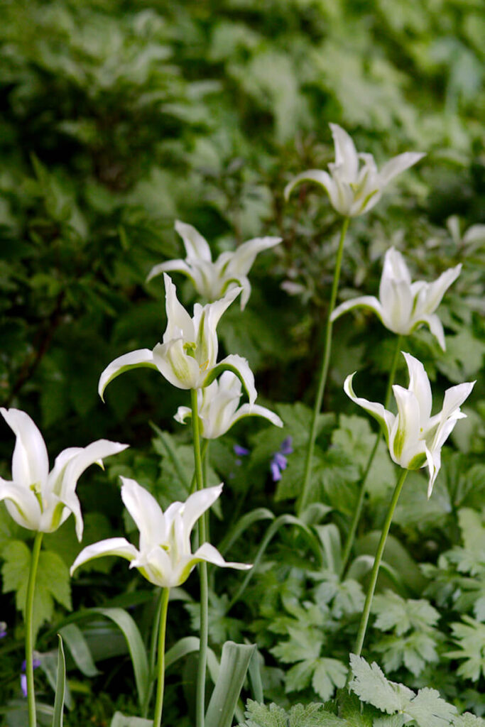 Langlebige Tulpen
