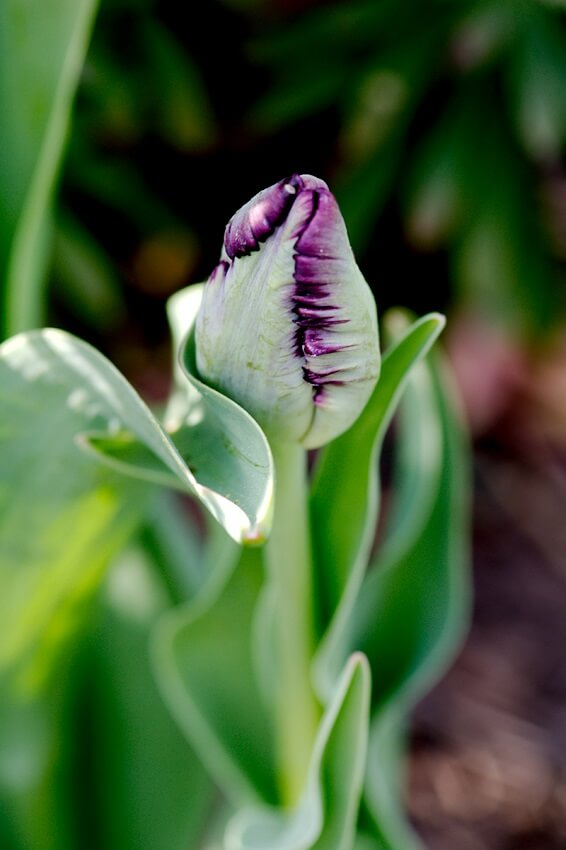Langlebige Tulpe