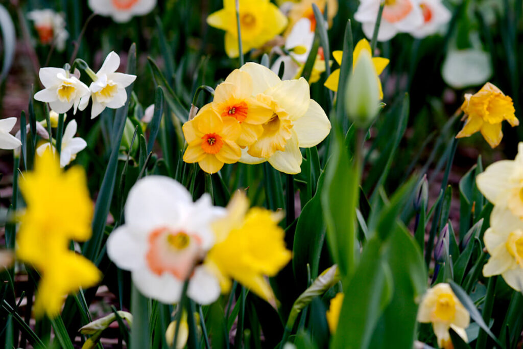 Narzissen Frühlingsblüher