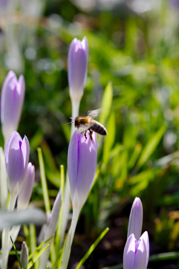 Frühlingsblüher Krokusse
