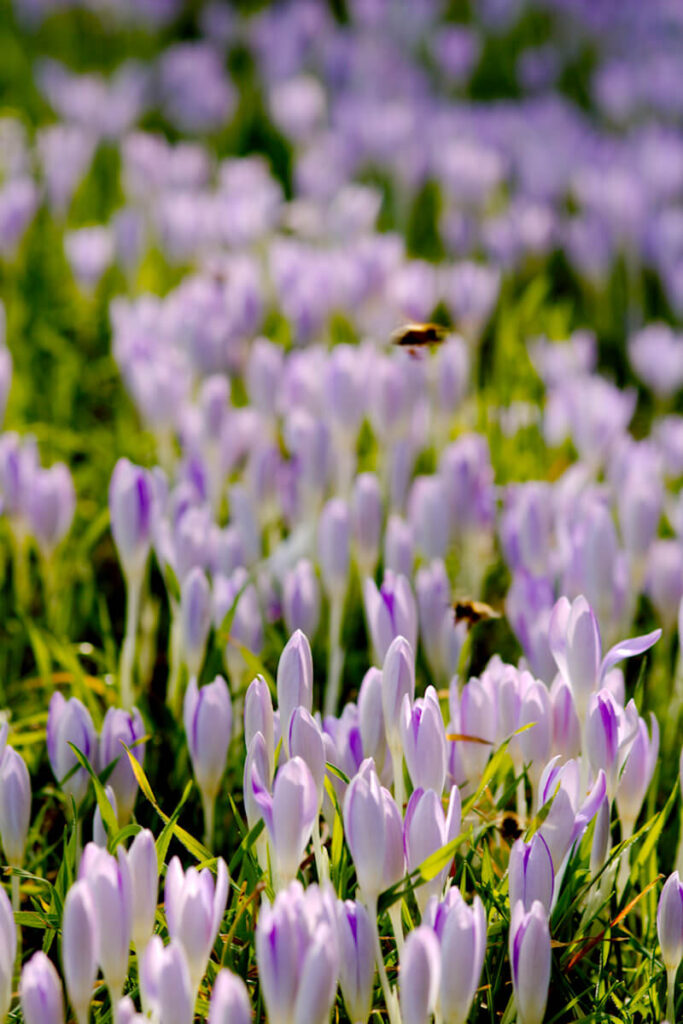 Frühlingsblüher Krokusse