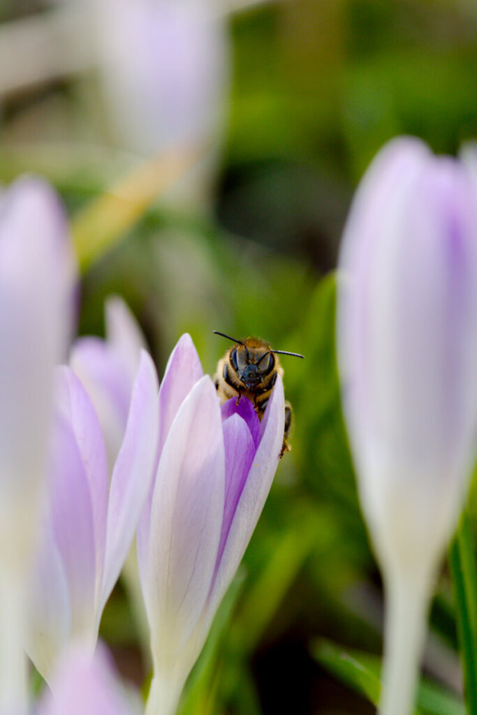 Biene im Krokus