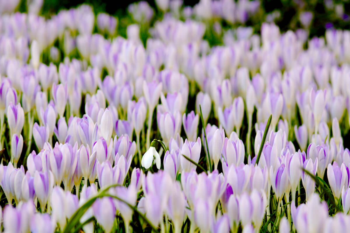 Krokusse als Winterblüher