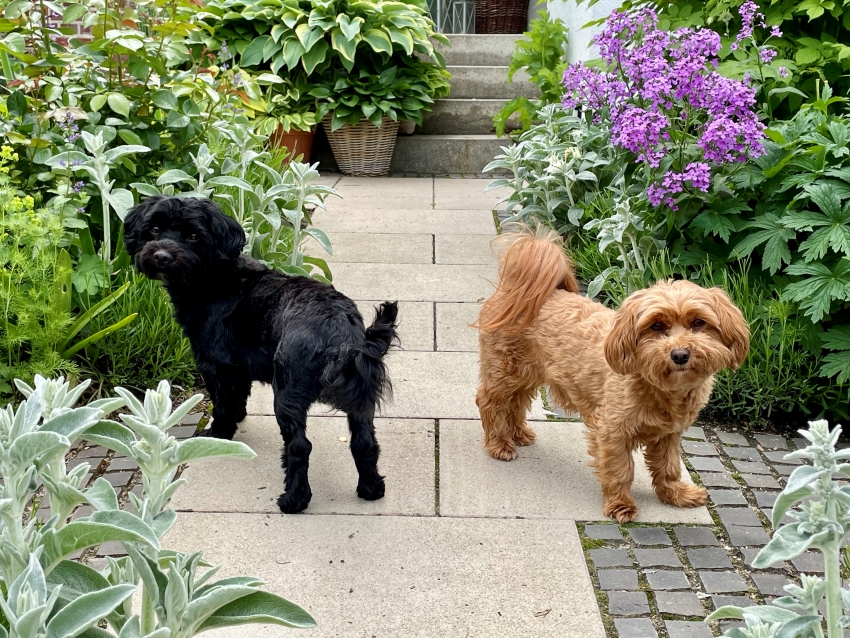 Zwei Hunde von Beetwunderung