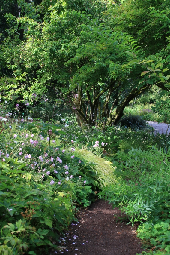 Schattenbeet im frischen Bereich