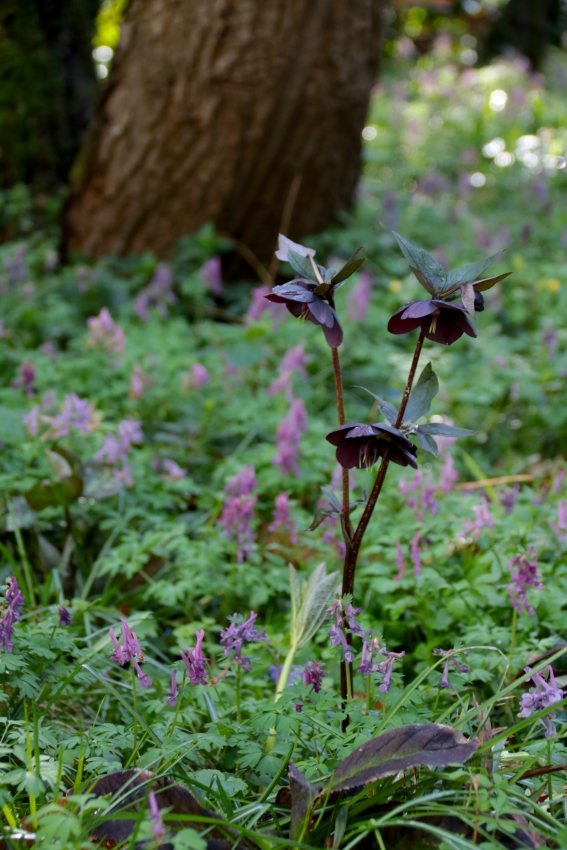 Schattenbeet im trockenen Bereich
