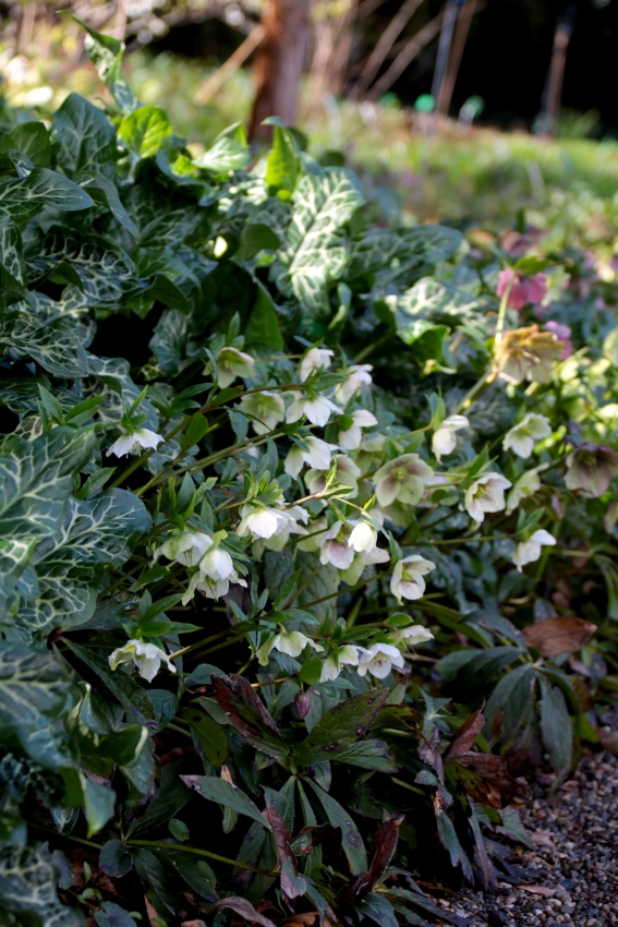 Schattenbeet im trockenen Bereich