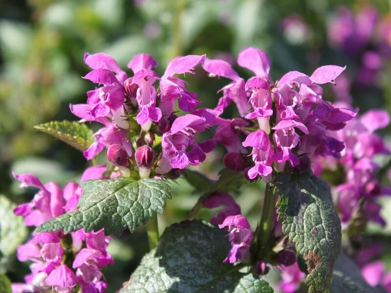 Staudenbeet für den schattigen Bereich