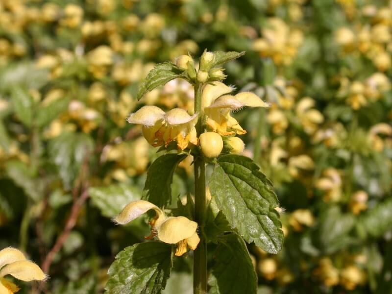 Staudenbeet für den schattigen Bereich
