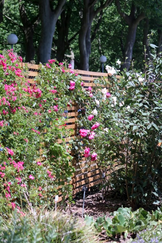 Rosen an einem Holzzaun