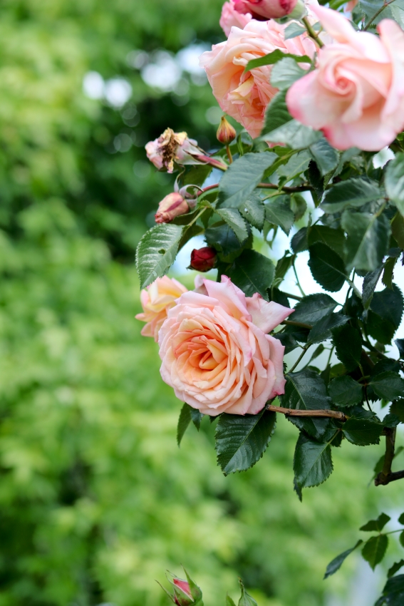 Rosengarten Zweibrücken