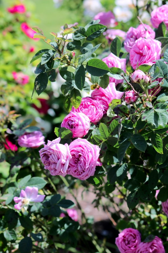 Rosengarten Zweibrücken