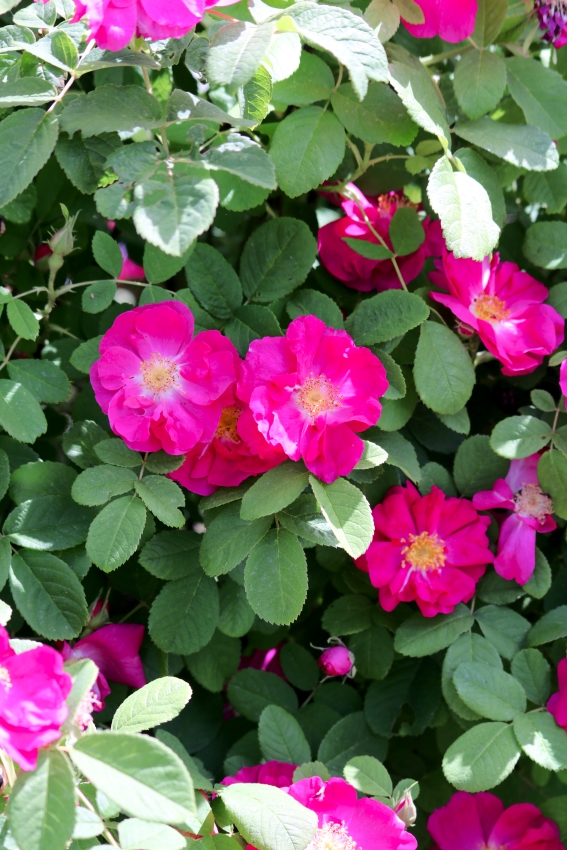 Rosengarten Zweibrücken