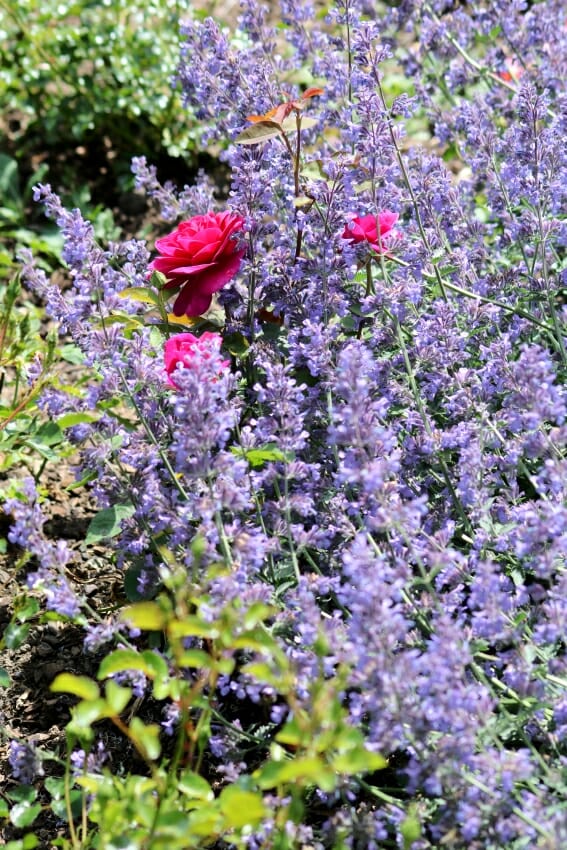 Rosengarten Zweibrücken