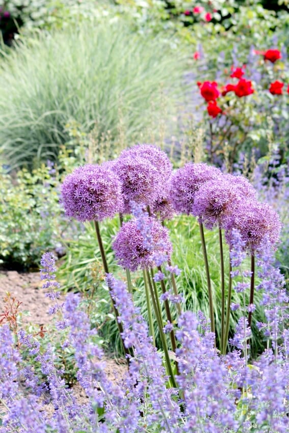 Rosengarten Zweibrücken