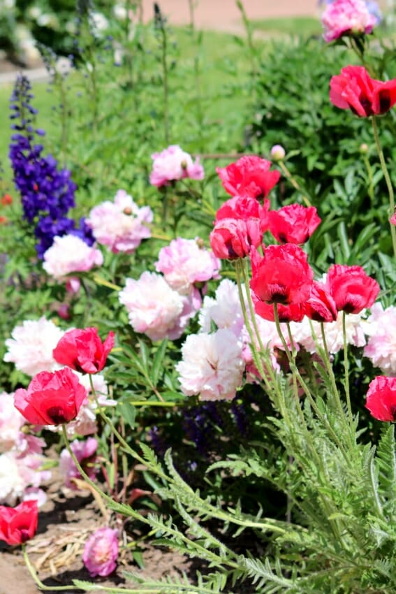 Stauden mit Rosen kombinieren
